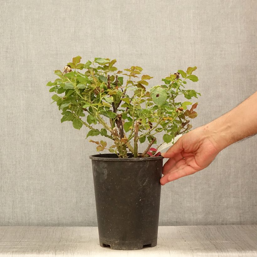 Spécimen de Rosier à grandes fleurs Yellowstone Oraleymy Pot de 4L/5L tel que livré en été