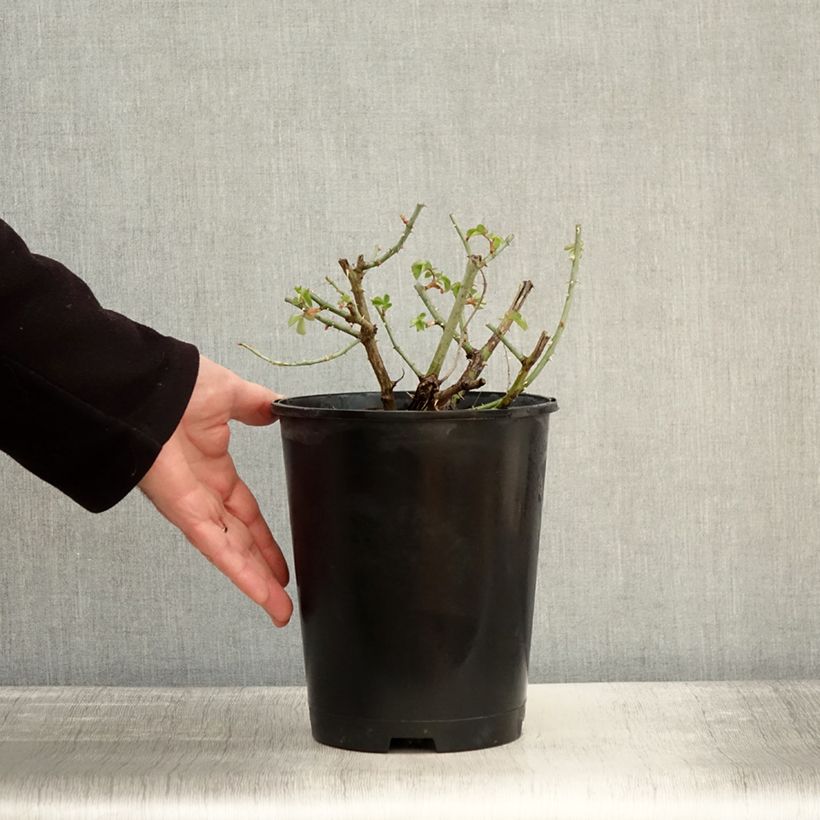 Spécimen de Rosier à grandes fleurs Yellowstone Oraleymy Pot de 4L/5L tel que livré en hiver