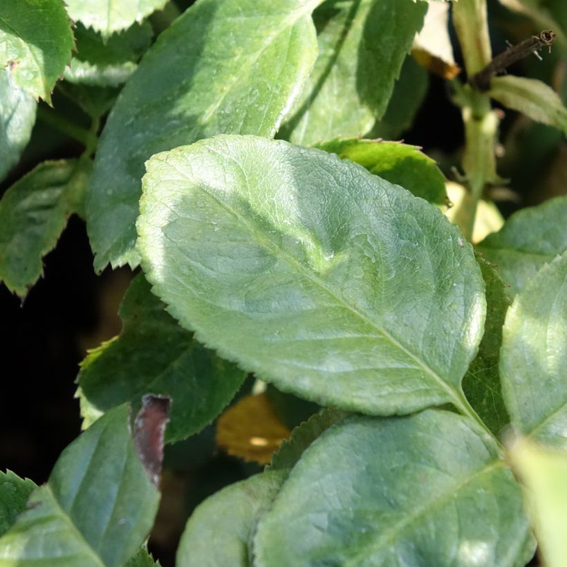 Rosier à massif Arthur Bell (Foliage)