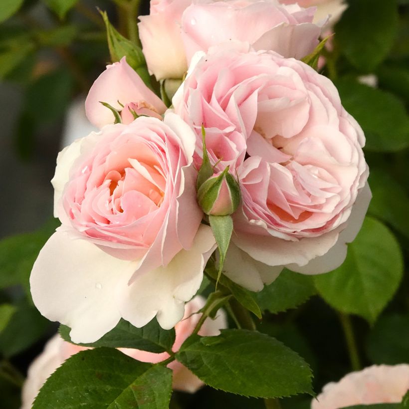 Rosier à massif Pear (Floraison)