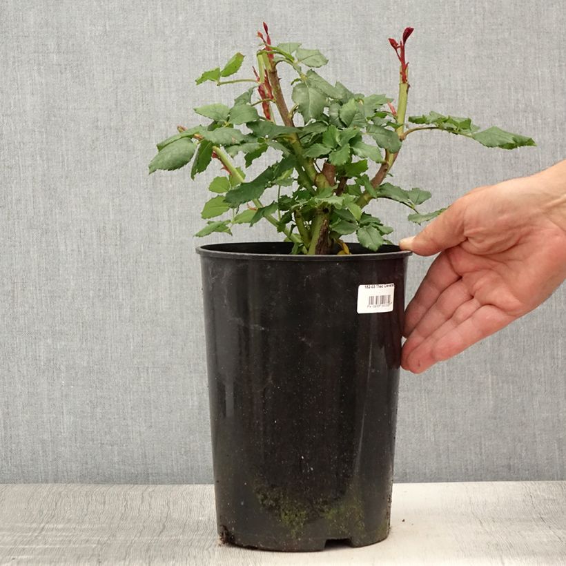 Spécimen de Rosier à pétales comestibles Taste of Love Theo Clevers Pot de 4L/5L tel que livré en été