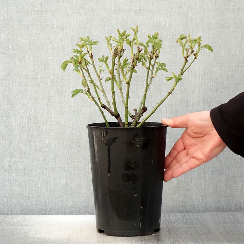Example of Rosier ancien Alba Suaveolens Pot de 4L/5L as you get in printemps
