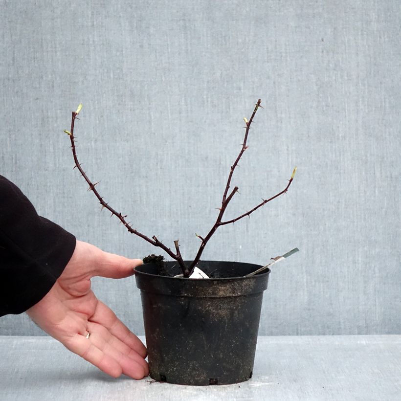 Example of Rosier ancien Basye's Purple Rose Pot de 1,5L/2L as you get in hiver