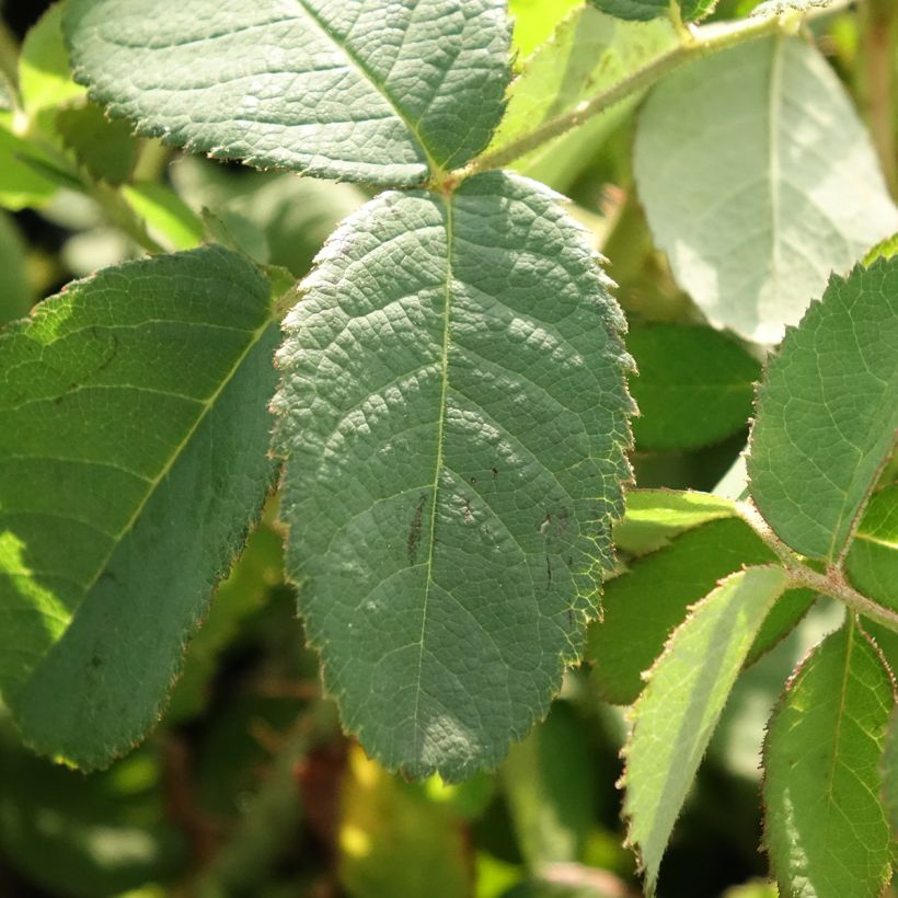 Rosier ancien Centifolia Muscosa (Foliage)