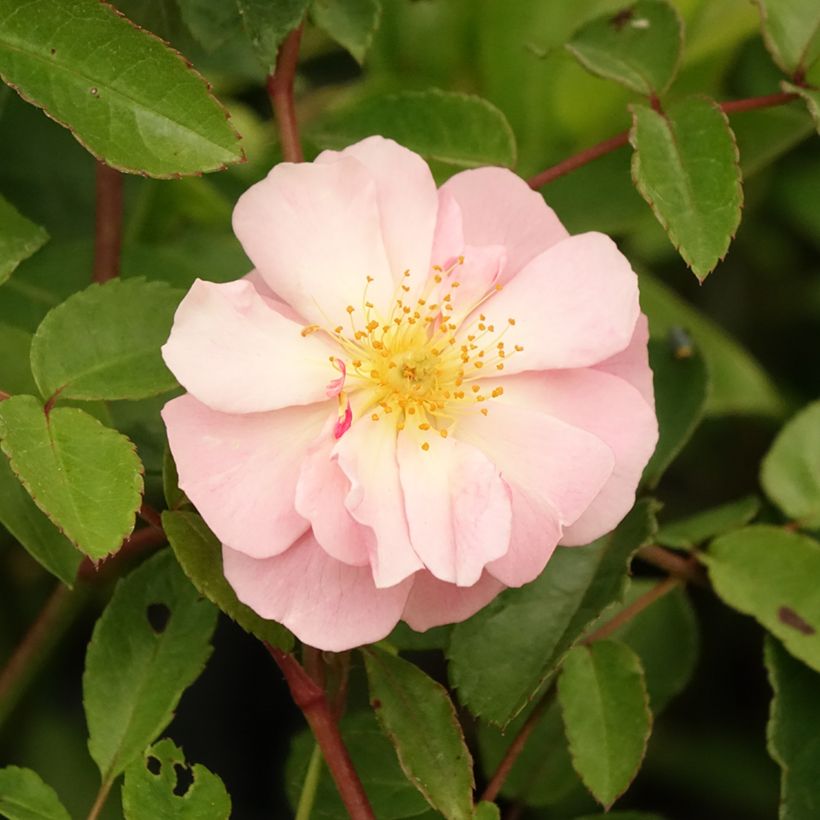 Rosier ancien Cornelia (Flowering)