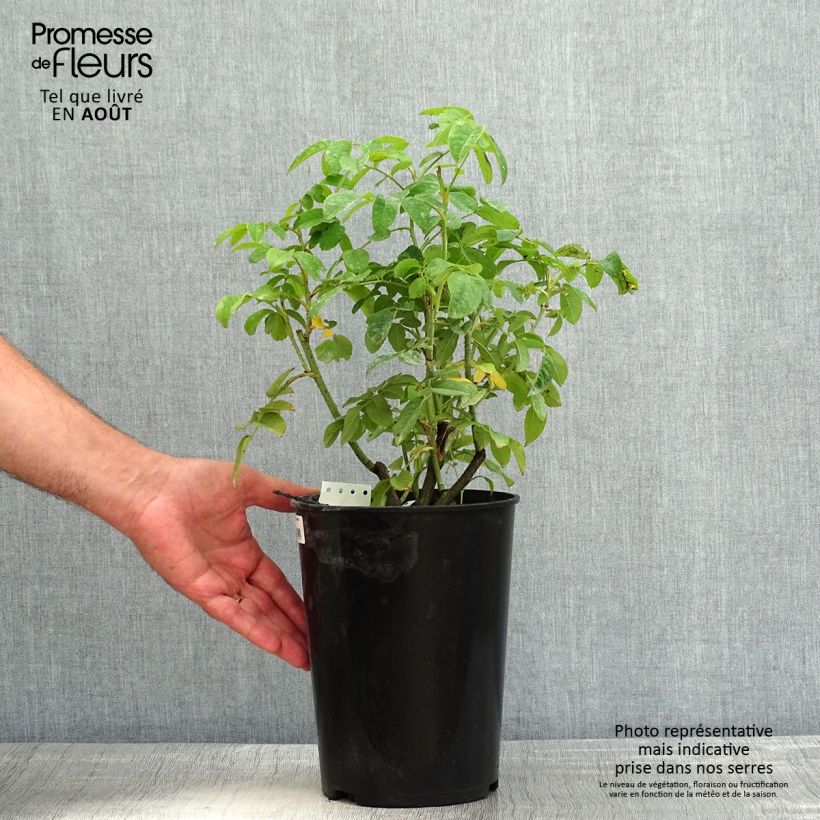 Example of Rosier ancien de Damas Ispahan (Pompon des Princes) Pot de 4L/5L as you get in ete