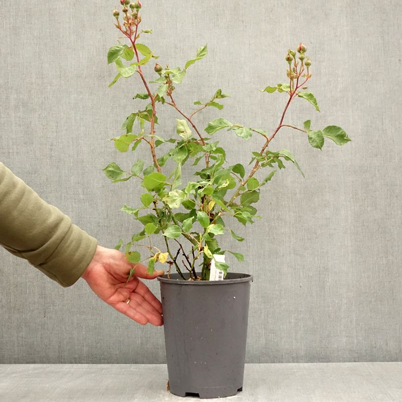 Spécimen de Rosier ancien Empereur du Maroc Pot de 4L/5L tel que livré au printemps