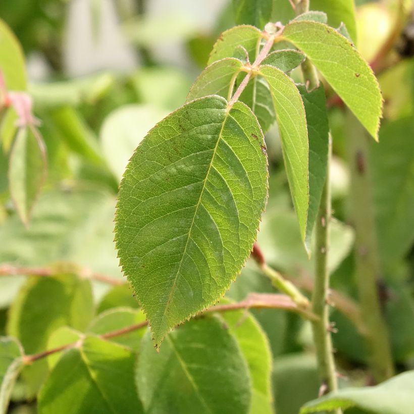 Rosier ancien Fantin Latour (Feuillage)