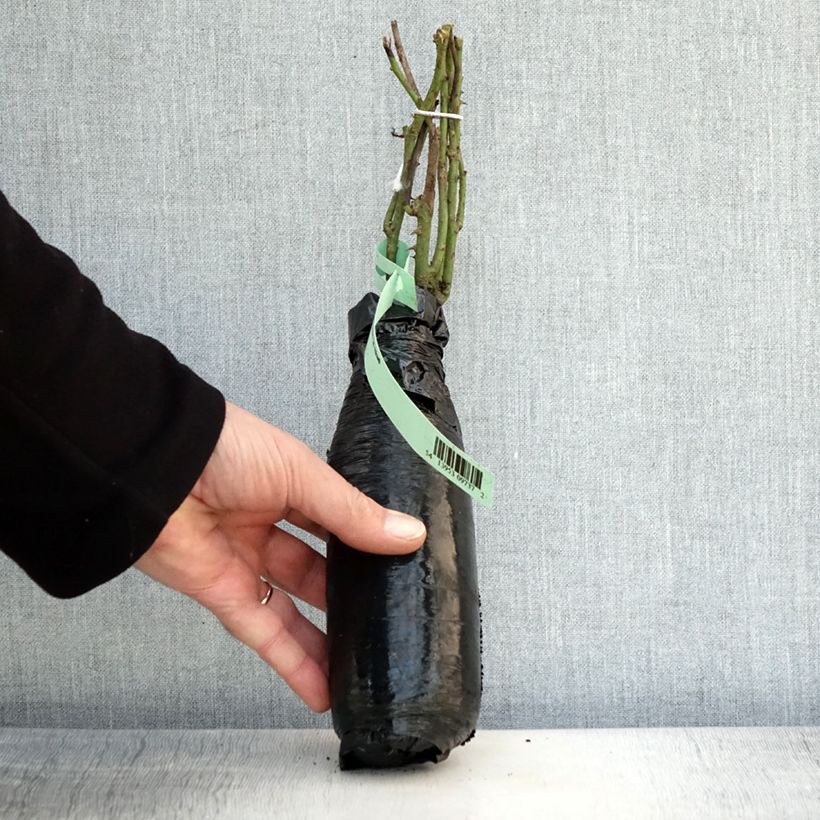 Example of Rosier à grandes fleurs Fragant Old Yellow Racines nues en motte as you get in hiver