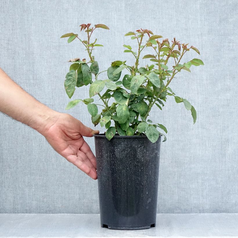 Example of Rosier ancien Fragrant old white  Pot de 4L/5L as you get in ete