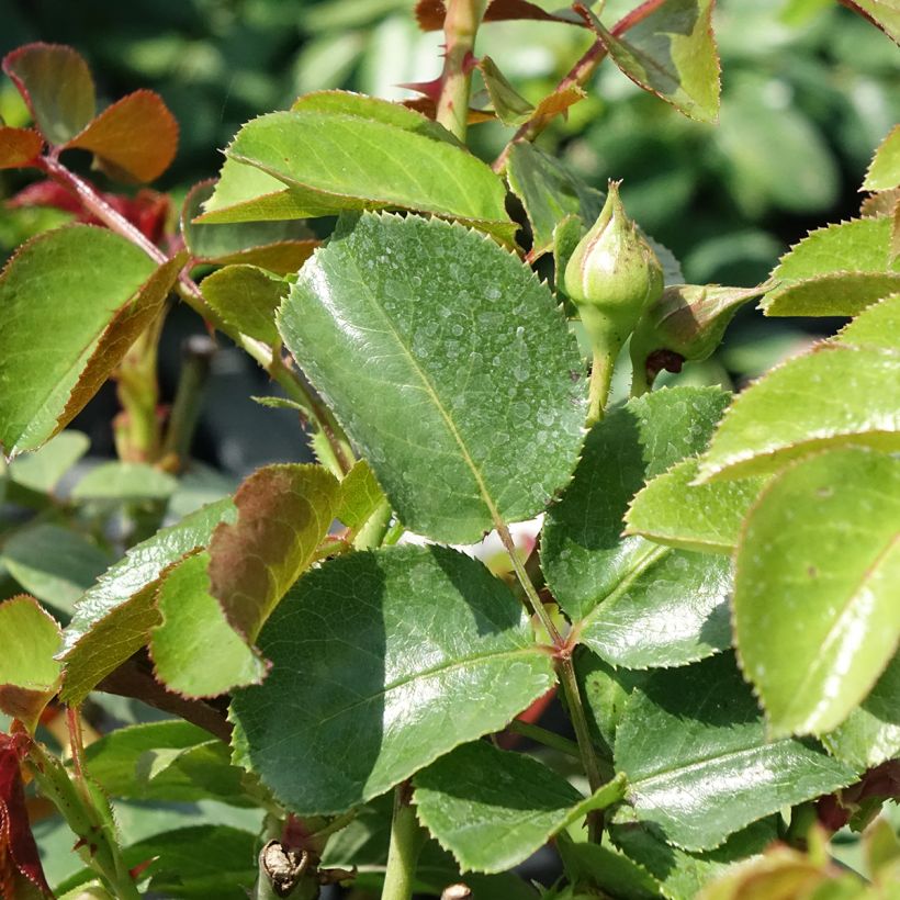 Rosier ancien Fragrant old white  (Foliage)