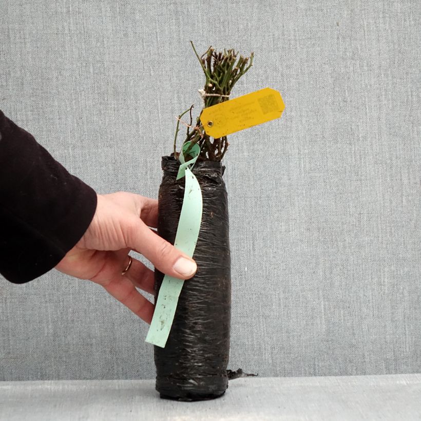 Example of Rosier ancien Fragrant old white  Racines nues en motte as you get in hiver