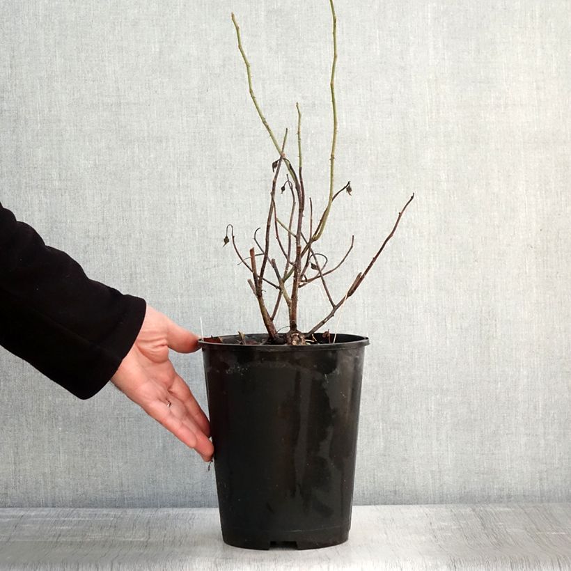 Spécimen de Rosier ancien gallica Officinalis Pot de 4L/5L tel que livré en hiver