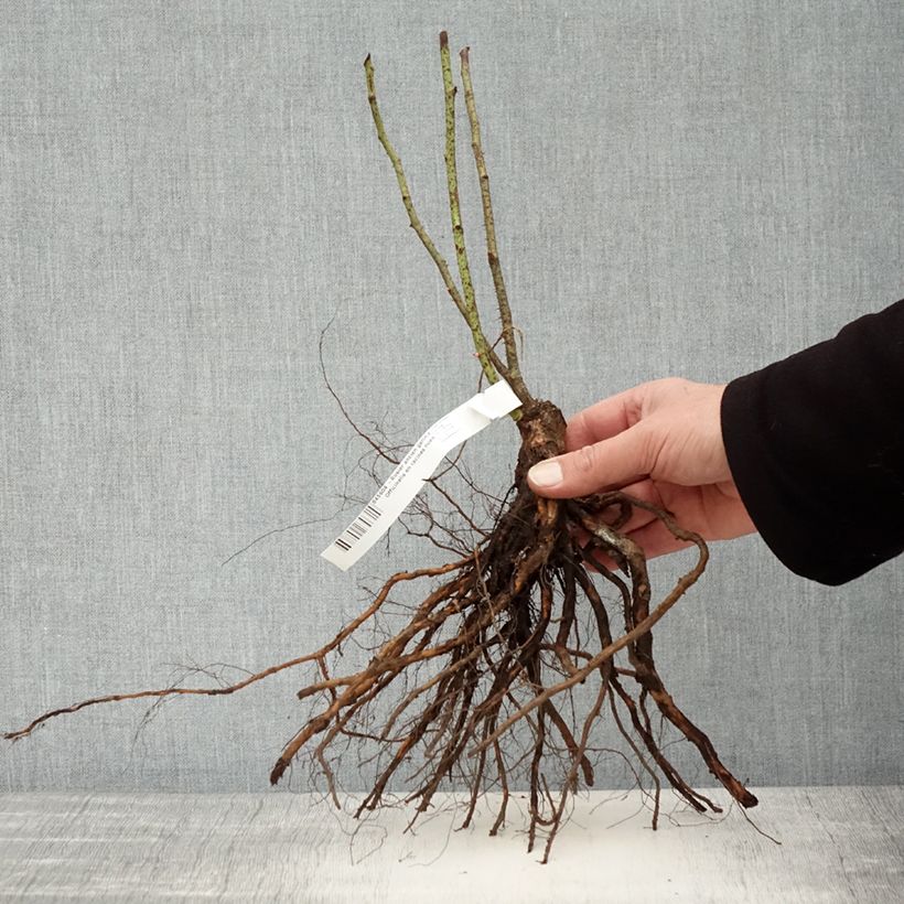 Spécimen de Rosier ancien gallica Officinalis Racines nues tel que livré en hiver