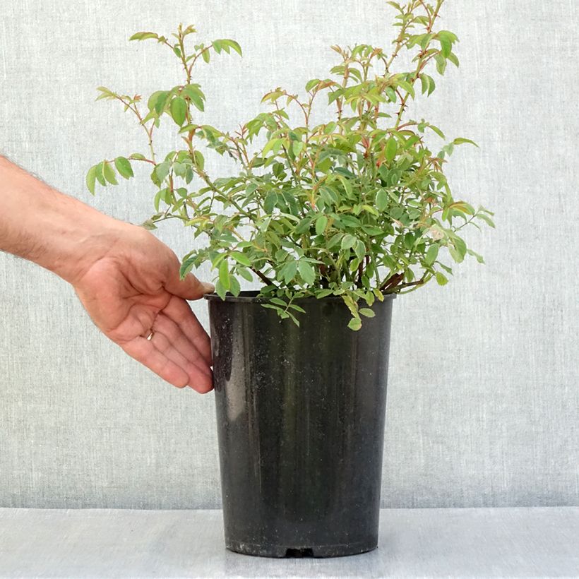 Example of Rosier ancien gallica - Rosa gallica Pot de 4L/5L as you get in ete