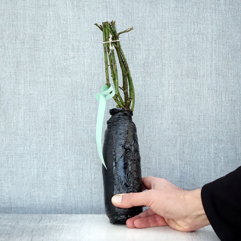 Example of Rosier ancien gallica - Rosa gallica Racines nues en motte as you get in hiver