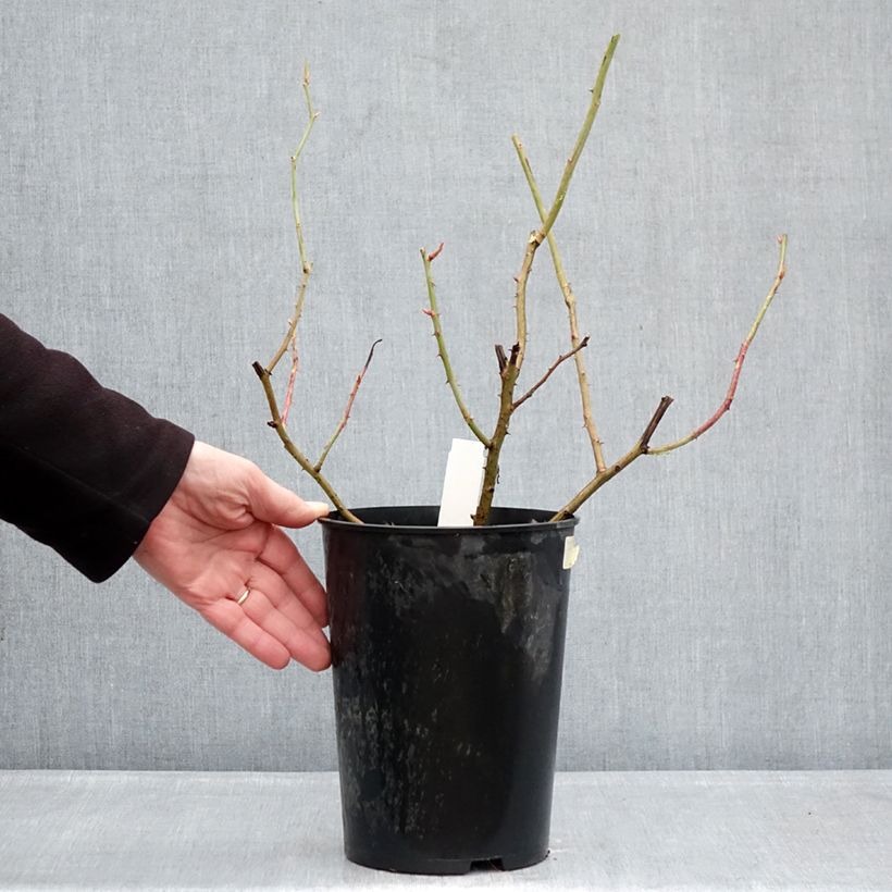 Example of Rosier ancien Gros Provins Panaché BIO Pot de 4L/5L as you get in hiver