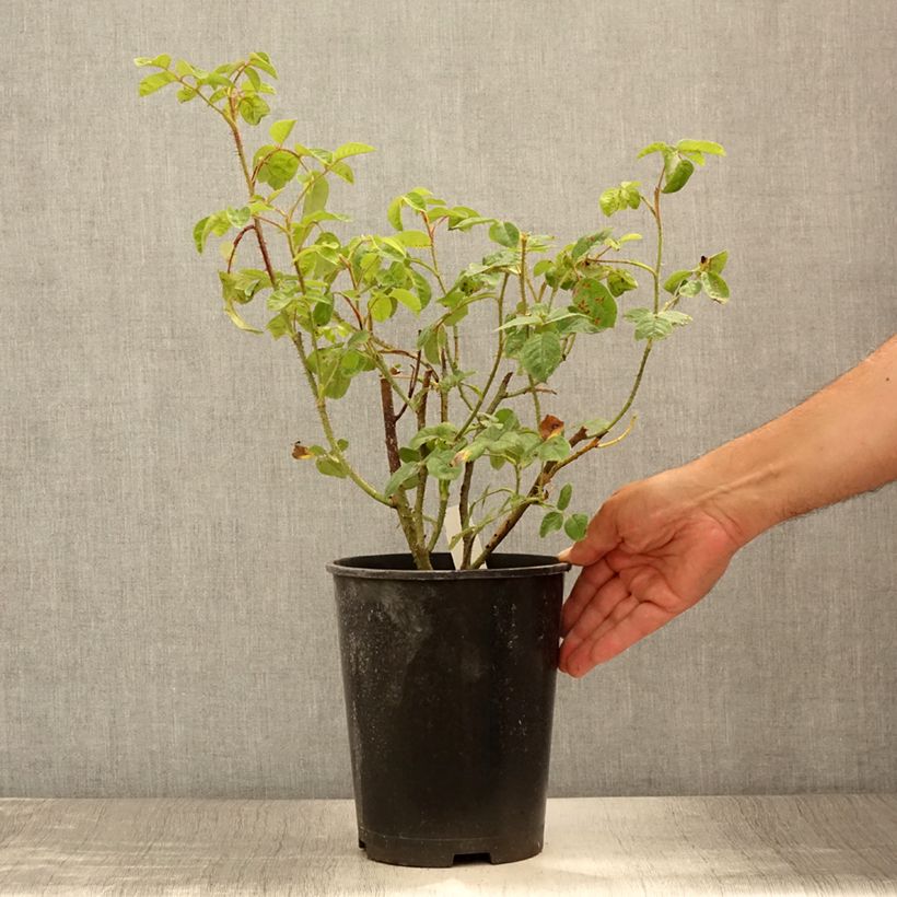 Spécimen de Rosier ancien Henri Martin (Red Moss) Pot de 4L/5L tel que livré en été