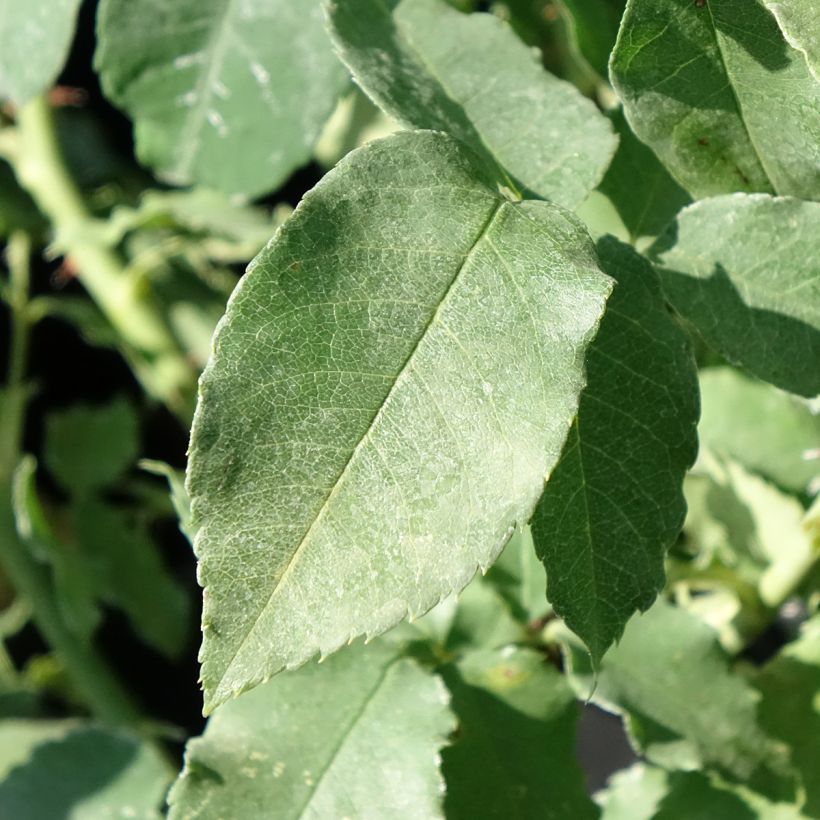 Rosier ancien Honorine de Brabant (Feuillage)