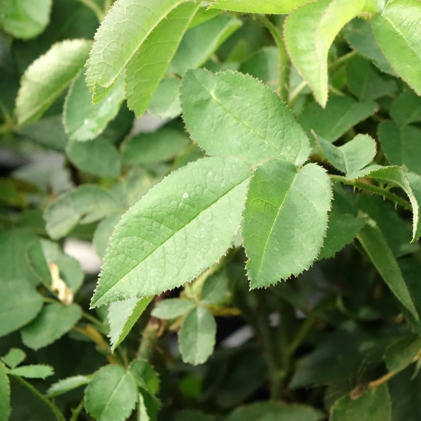 Rosier ancien Jacques Cartier  (Foliage)