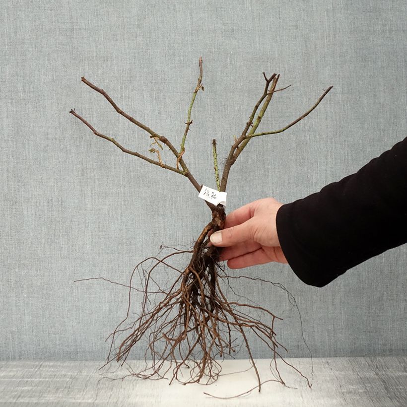 Example of Rosier ancien Kazanlik (Trigintipetala) Racines nues as you get in hiver