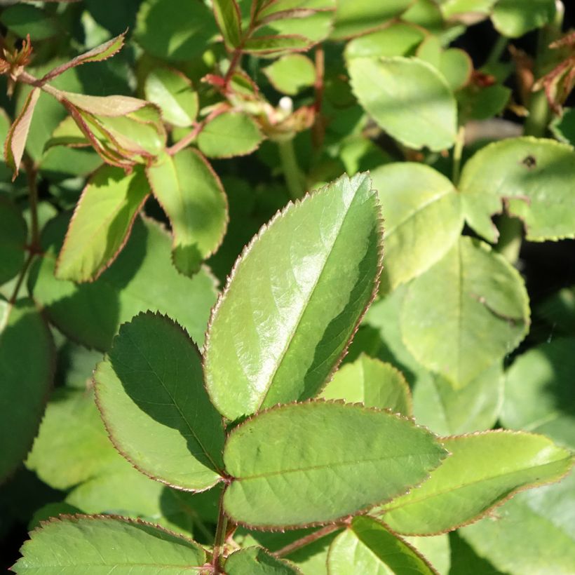 Rosier ancien La Reine Victoria (Foliage)