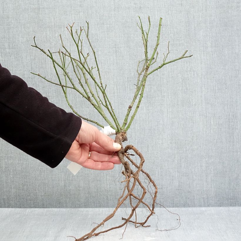 Example of Rosier ancien Little White Pet Racines nues as you get in hiver