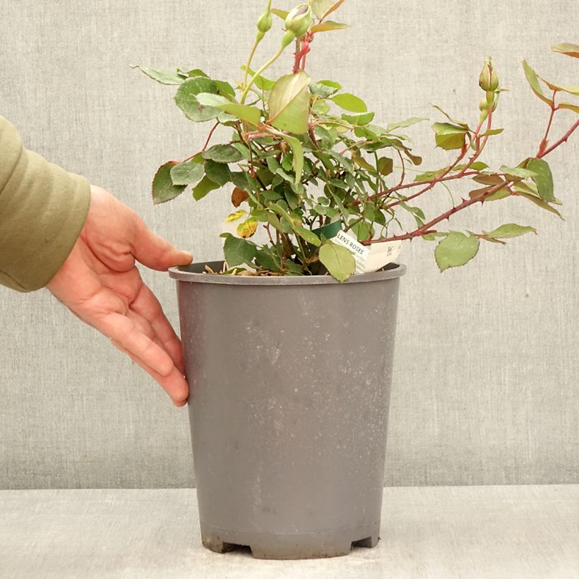 Spécimen de Rosier ancien Louis XIV Pot de 4L/5L tel que livré au printemps