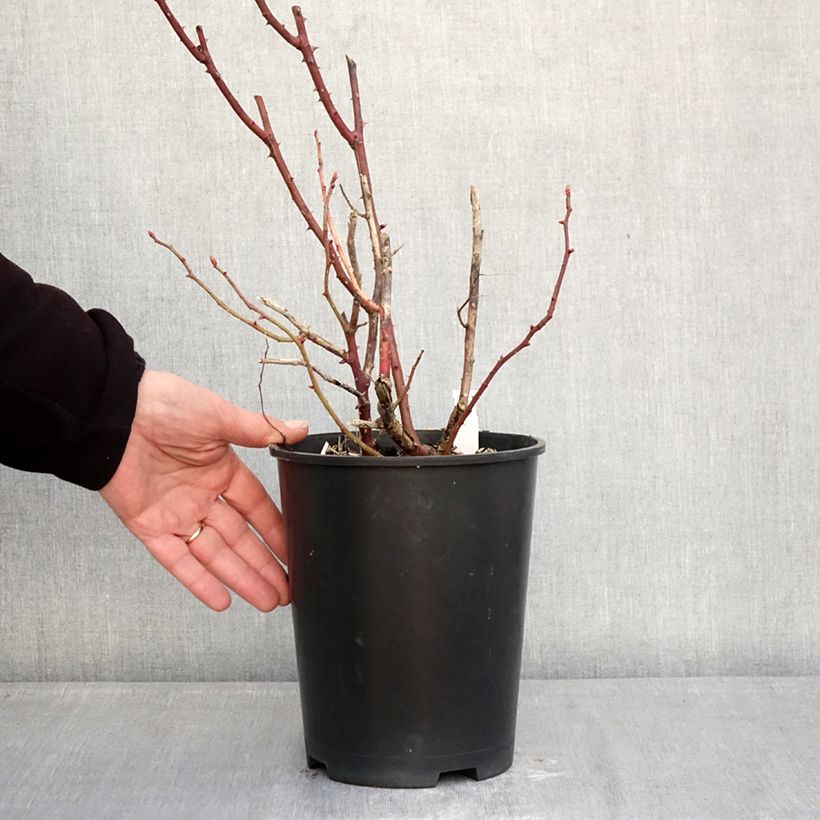 Example of Rosier ancien Madame Ernest Calvat Pot de 4L/5L as you get in hiver