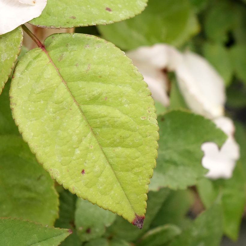 Rosier ancien Madame Ernest Calvat (Foliage)