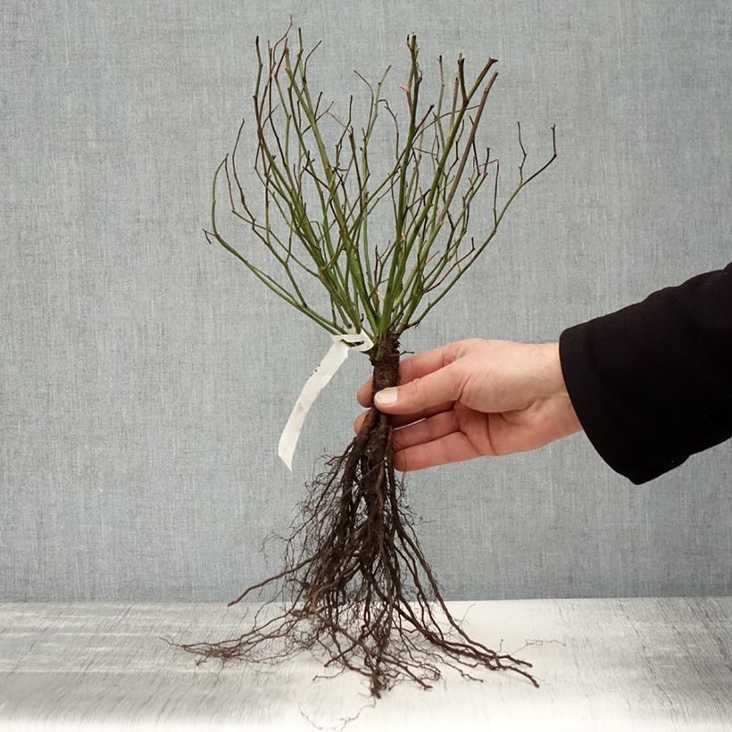 Example of Rosier ancien Marie Pavie Racines nues as you get in hiver