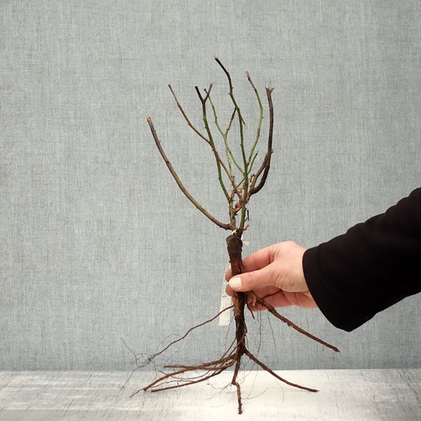 Example of Rosier ancien Mme Isaac Pereire Racines nues as you get in hiver