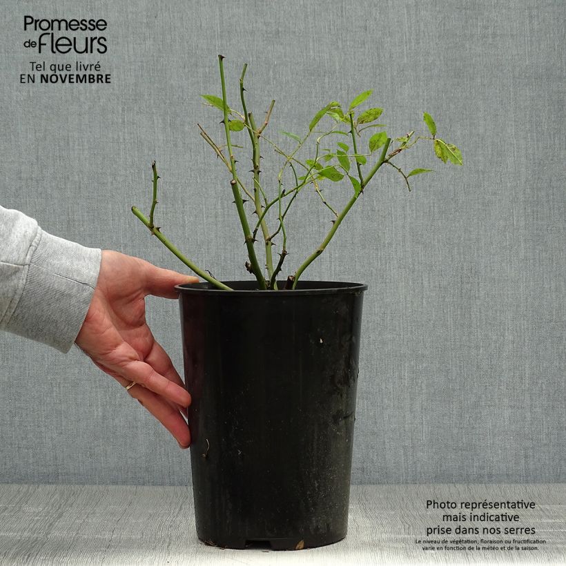 Spécimen de Rosier ancien Mozart Pot de 3L/4L tel que livré en automne