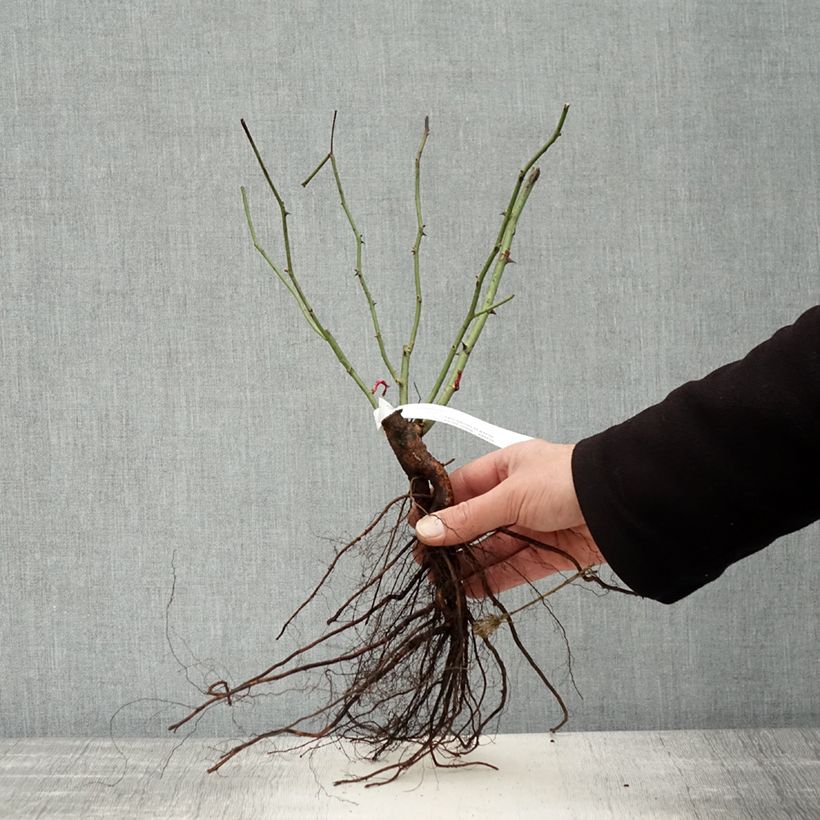 Example of Rosier ancien Mozart Racines nues as you get in hiver