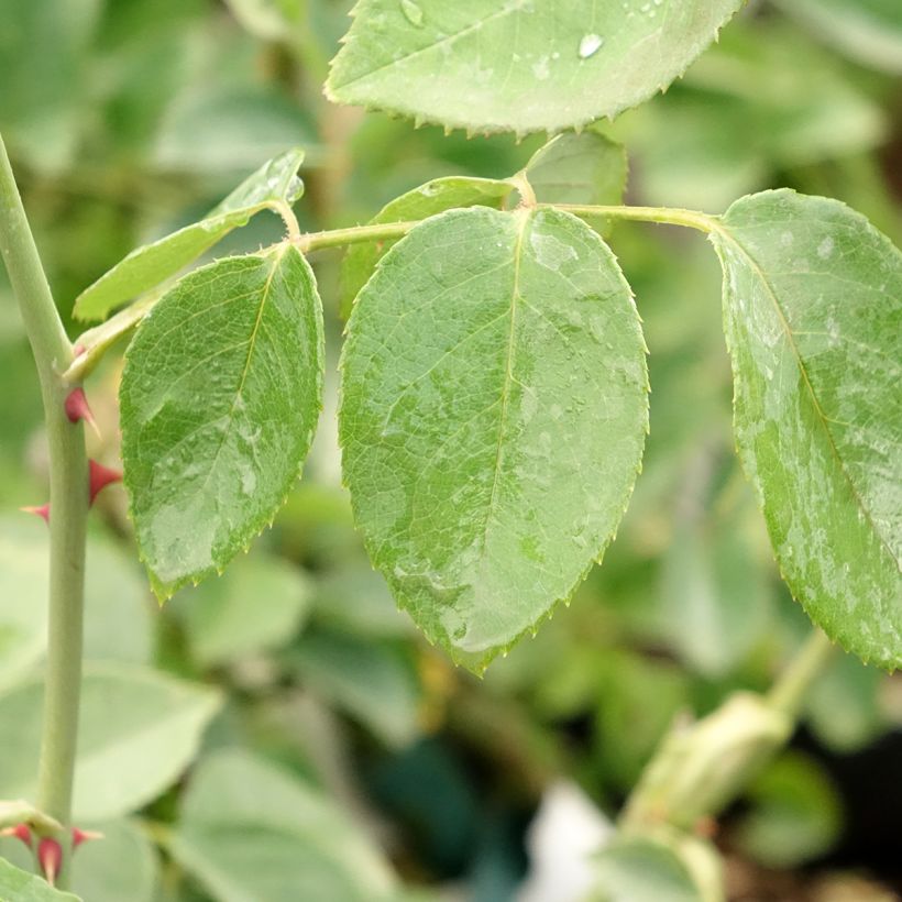 Rosier ancien Mrs Oakley Fisher (Feuillage)