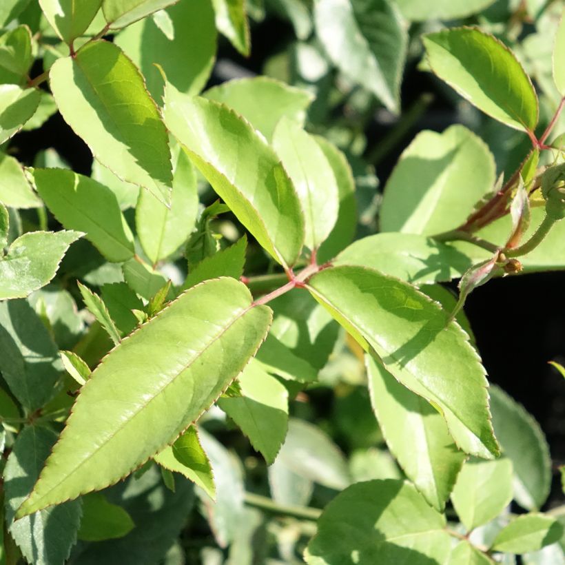 Rosier ancien Old Blush (Foliage)