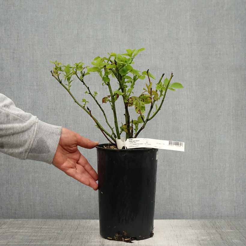 Example of Rosier ancien Paul Neyron Pot de 4L/5L as you get in printemps