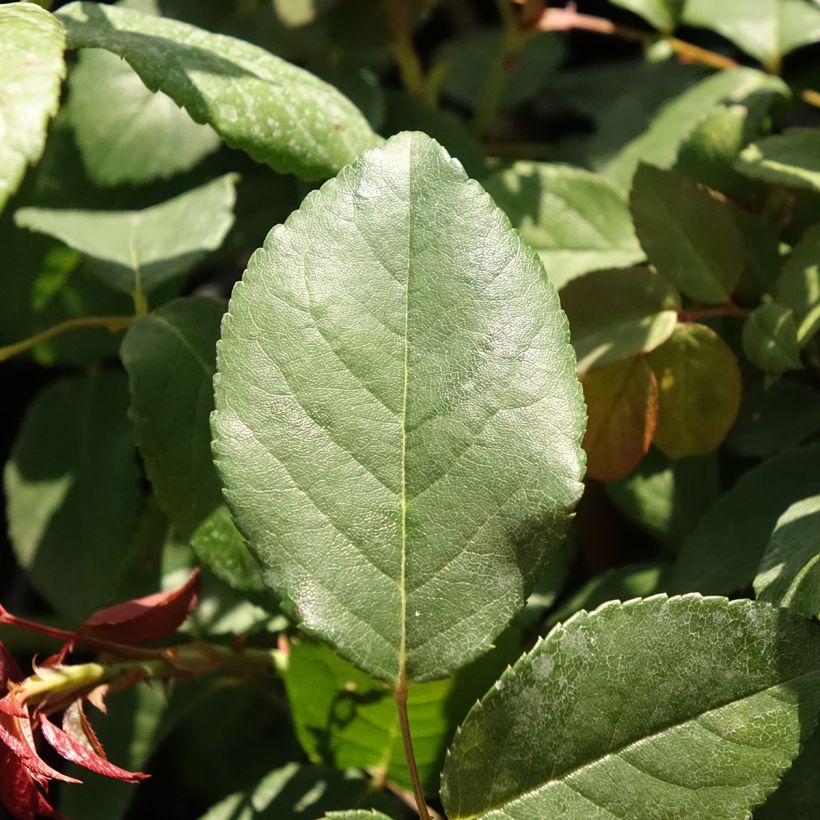 Rosier ancien Perle d'or (Foliage)