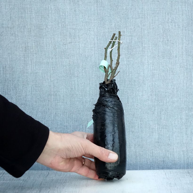 Example of Rosier ancien Raubritter Racines nues en motte as you get in hiver