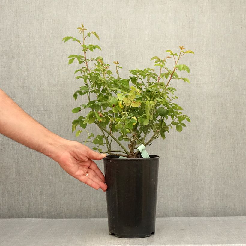 Spécimen de Rosier ancien Raubritter Pot de 4L/5L tel que livré en été