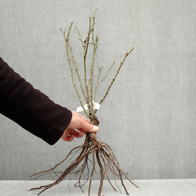 Spécimen de Rosier ancien Rose de Rescht Racines nues tel que livré en hiver