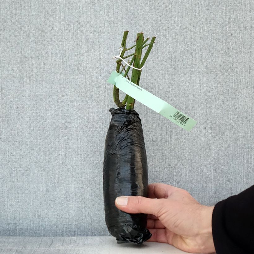 Example of Rosier ancien Sally Holmes Racines nues en motte as you get in hiver