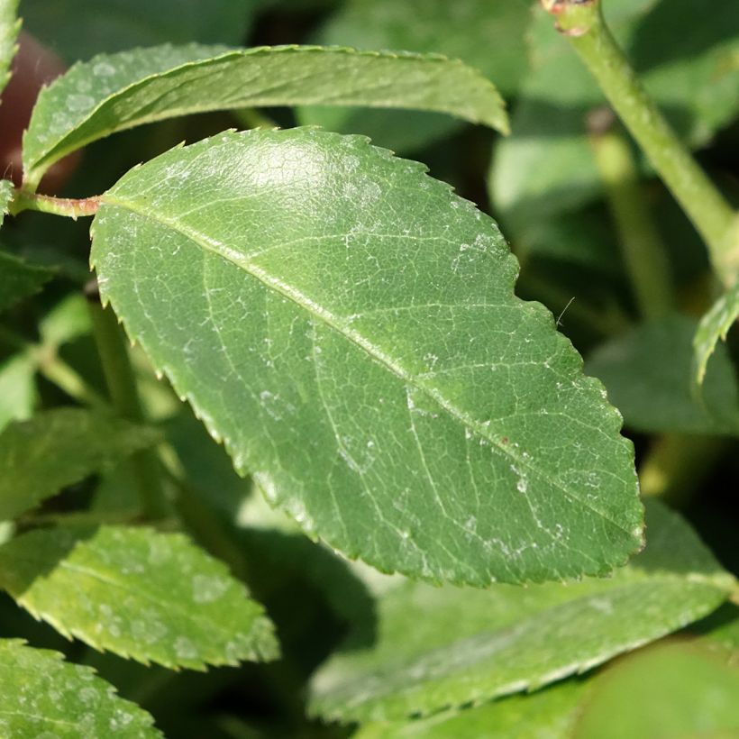 Rosier ancien Sally Holmes (Foliage)