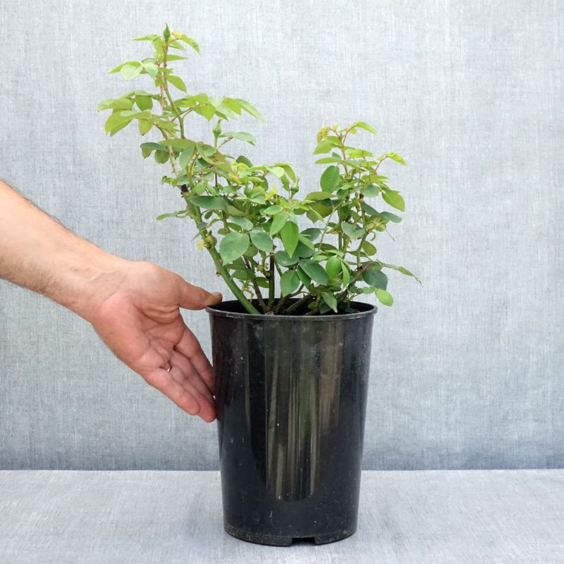 Spécimen de Rosier ancien Souvenir de la Malmaison Pot de 4L/5L tel que livré en été