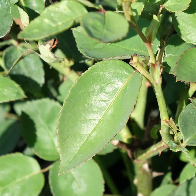 Rosier ancien Souvenir de la Malmaison (Feuillage)