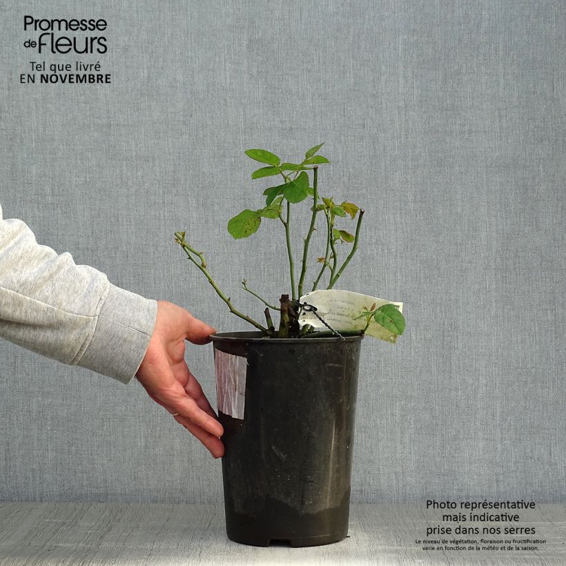 Spécimen de Rosier ancien Ulrich Brunner fils Pot de 4L/5L tel que livré en automne