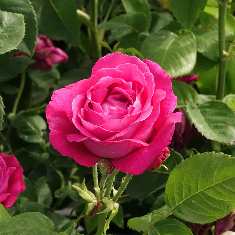 Rosier ancien Ulrich Brunner fils (Floraison)