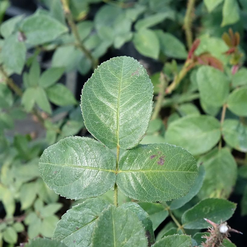 Rosier ancien William Lobb (Foliage)