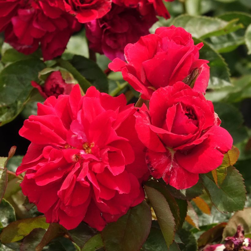 Rosier anglais English Legend Hamlet (Floraison)
