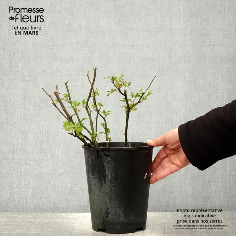 Spécimen de Rosier anglais English Legend Hyde Park Pot de 4L/5L tel que livré au printemps
